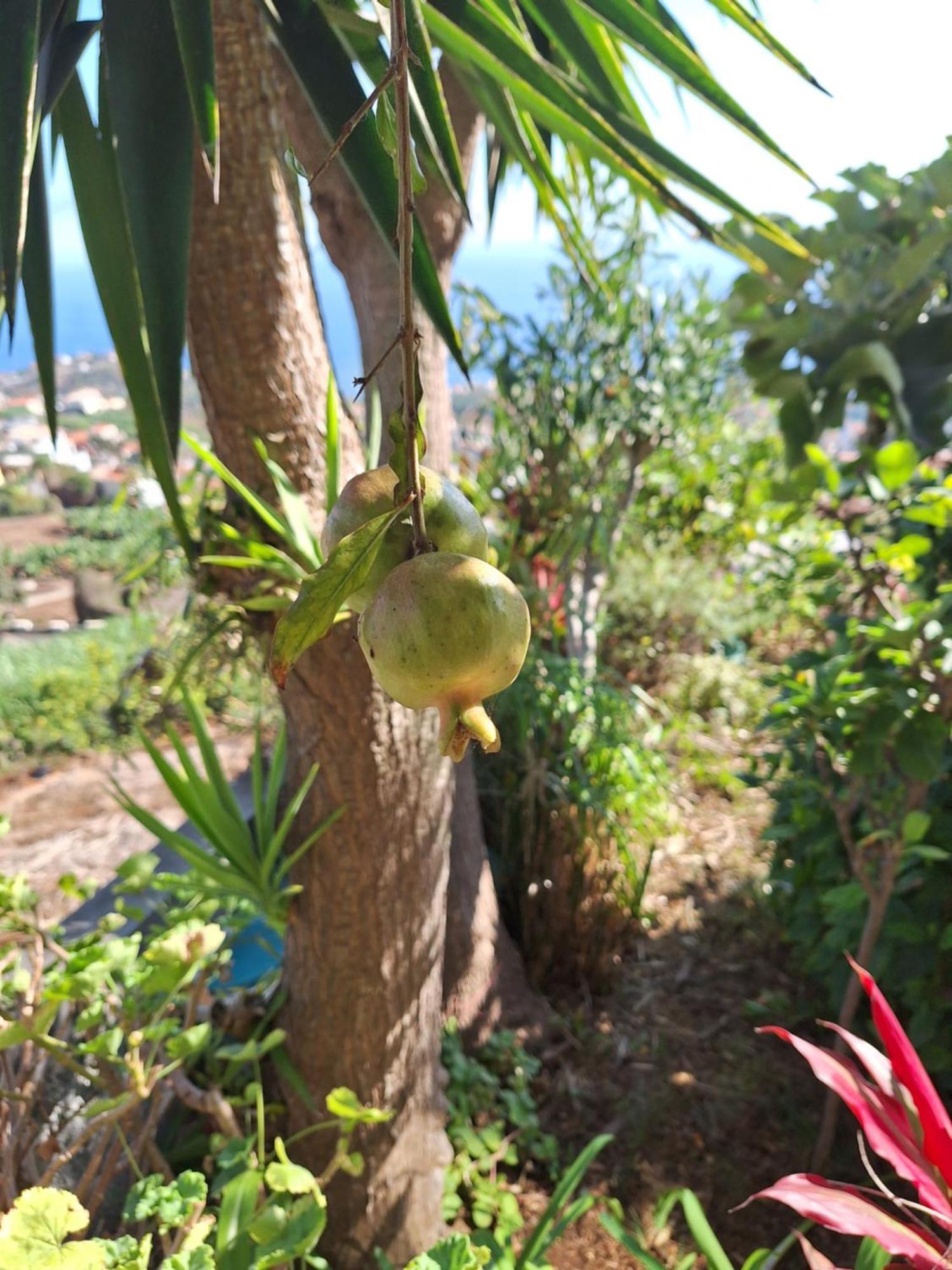 Casa-albatros Holiday home Ponta do Sol (Madeira)